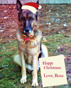 christmas-from-rosa